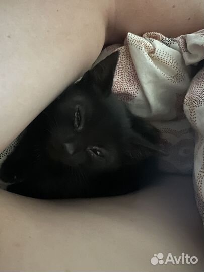 Отдам бесплатно