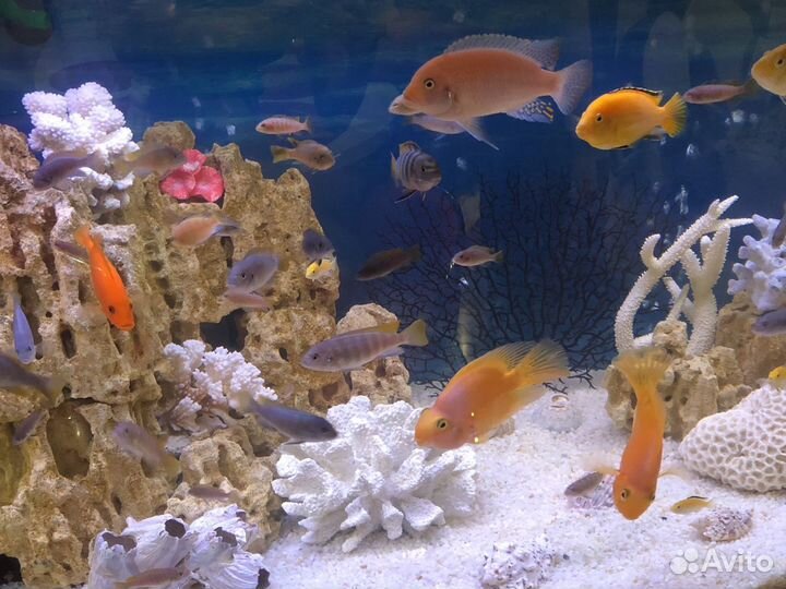 Аквариум 20л