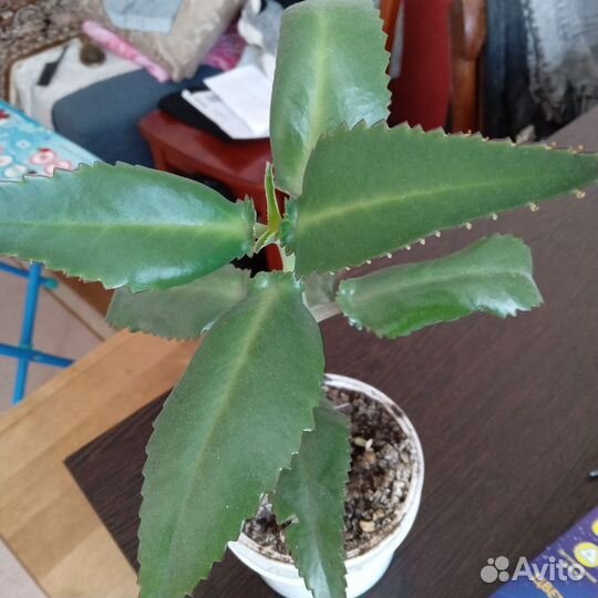 Каланхоэ лечебный