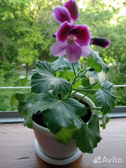 Пеларгония фиолетовая