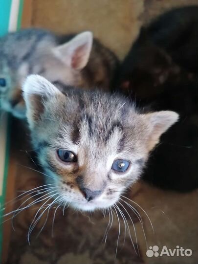 Кошка в дар