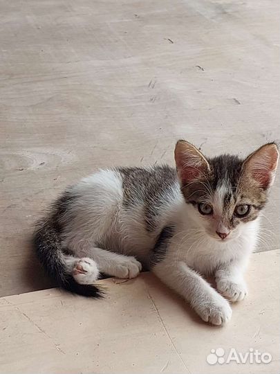 Милые глазастики