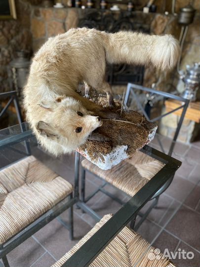 Чучела животных