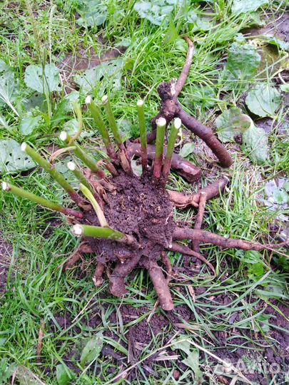 Крупный желтый пион бартцелла - корни в наличии