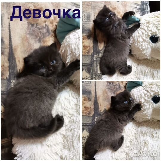 Британские котята