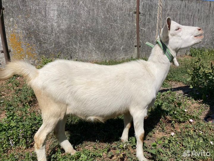 Продам козлят