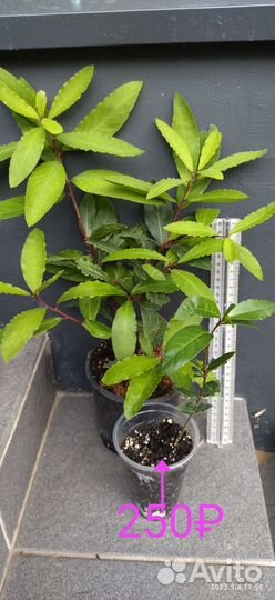 Лавр, Банан, Олива, Мирт, Антуриум Блэк Лав