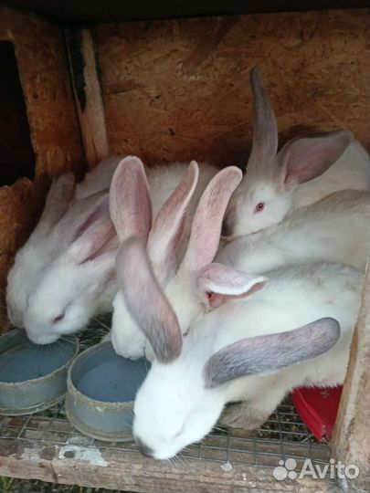 Домашний кролик