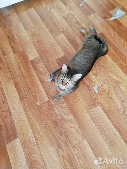 Передержка домашних животных в домашних условиях