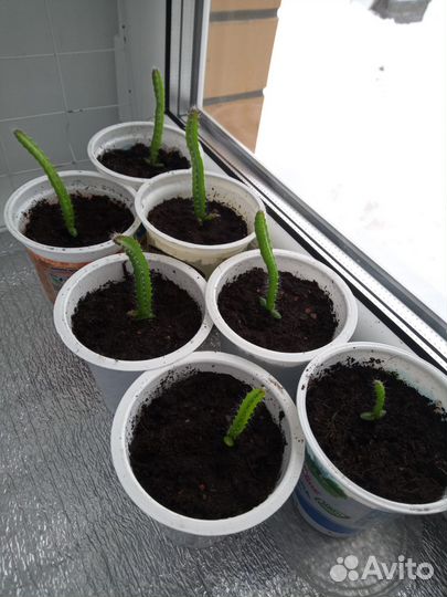 Питайя Питахайя