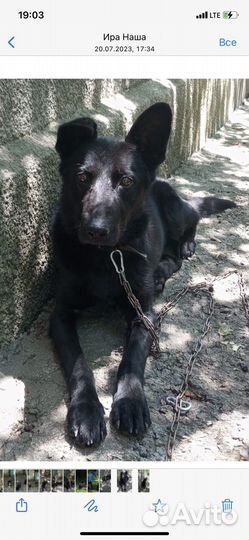 Собака мальчик в добрые руки