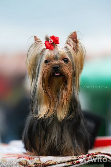 Йоркширский терьер девочка