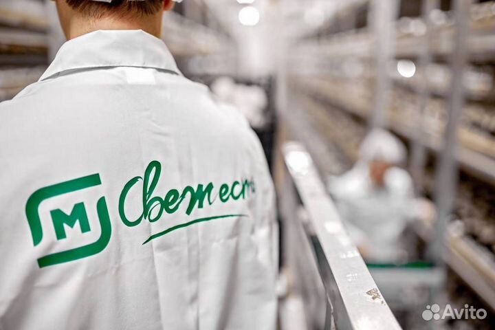 Грузчик без опыта