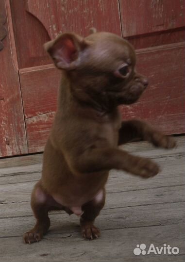 Щенки чихуахуа