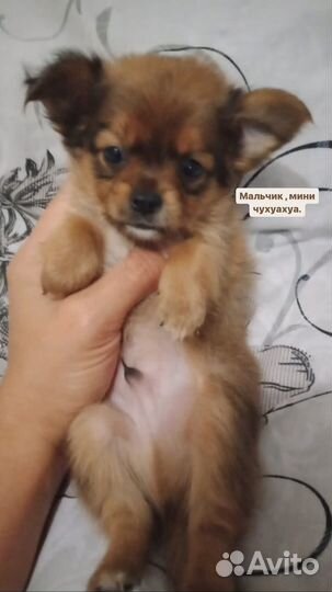 Щенки чихуахуа мини