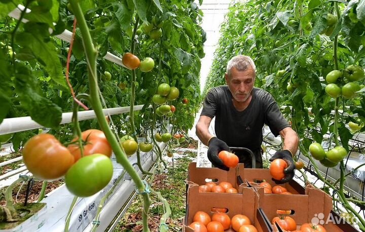 Работники в Современный Тепличный Комплекс вахта