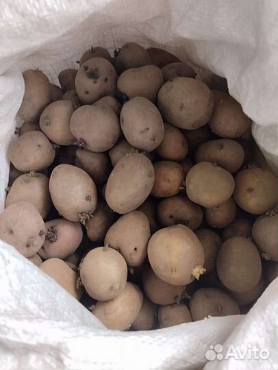 Семенной картофель ранний