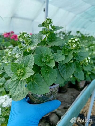 Агератум белый