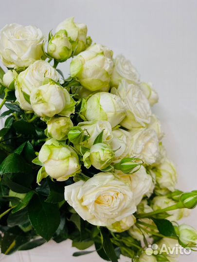 Кустовые розы оптом