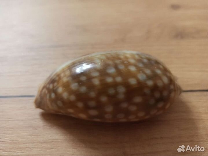 Морская раковина