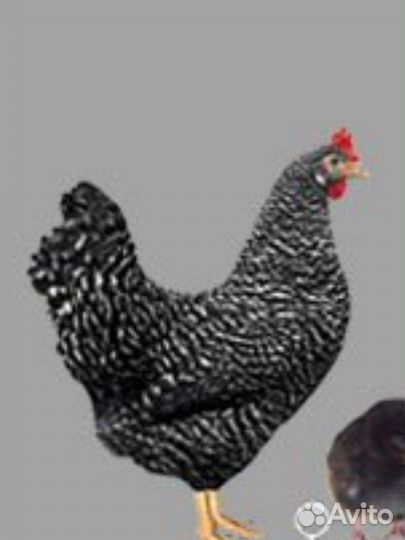 Яйца куриные домашние