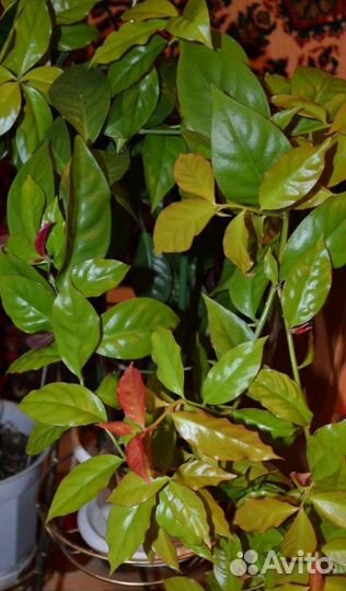 Цветы комнатные