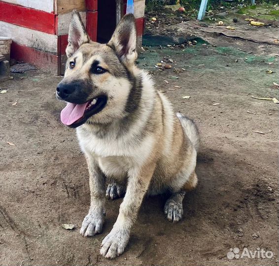 Смесь лайки с хаской