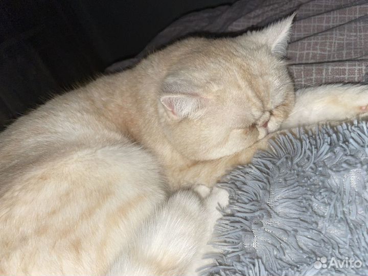 Экзотический кот вязка