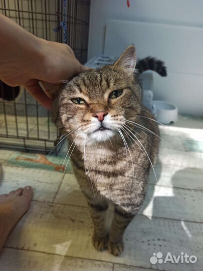 Кот Тигра