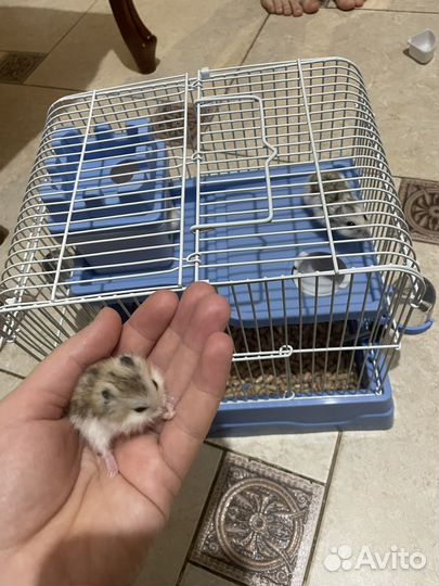 Джунгарский хомяк