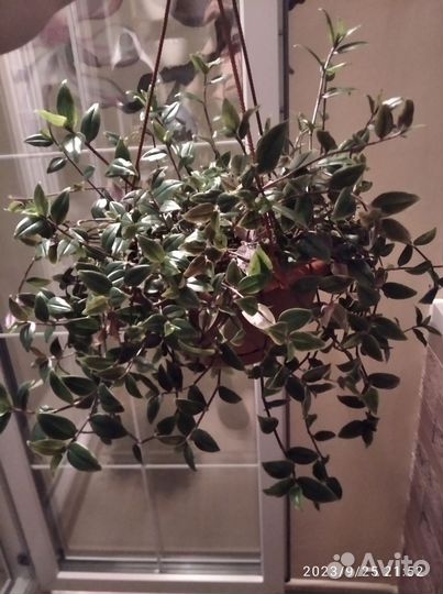 Традесканция белая невеста