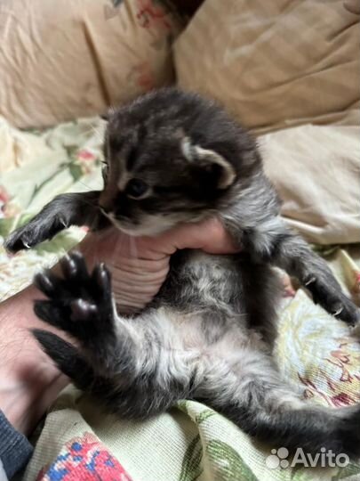 Котята в добрые руки даром