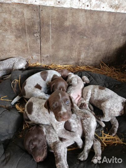 Щенки Курцхаар