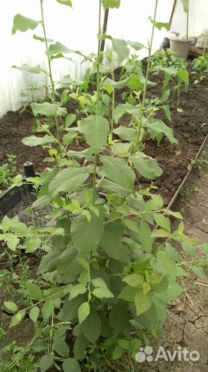 Слива саженцы чернослив