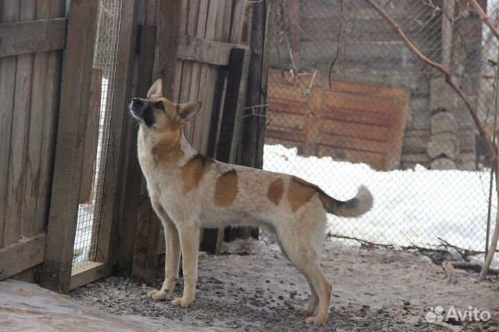 Собака в ответственные руки