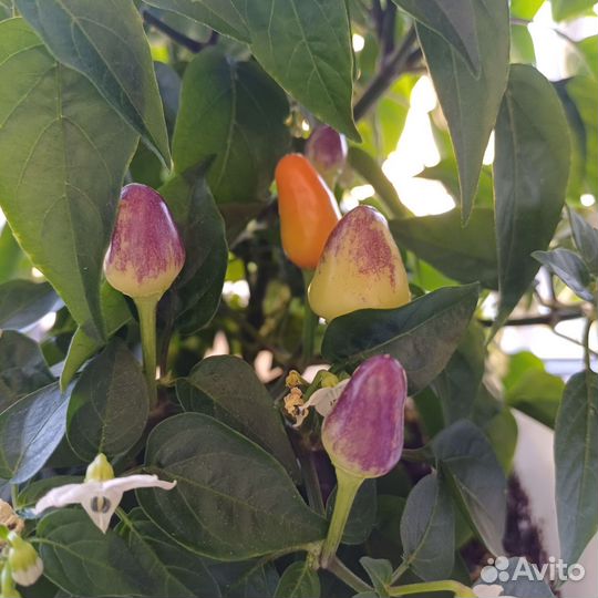 Перец комнатный острый