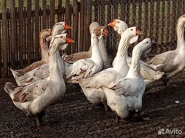 Гуси Холмогоры