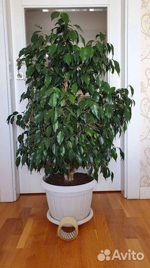 Фикус бенджамина 