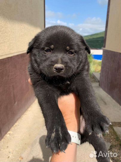 Щенки бесплатно
