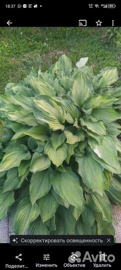 Хоста, лилейник