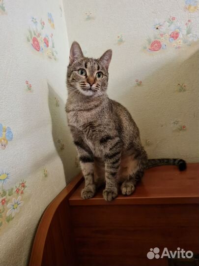 Кошка в дар бесплатно