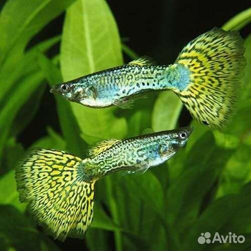 Есть новые рыбки