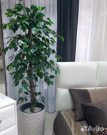 Мандариновое дерево с плодами