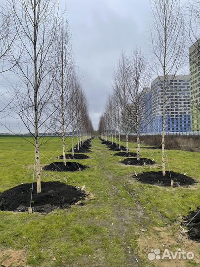 Деревья крупномеры