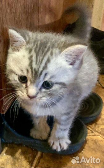 Шотландский кот на вязку