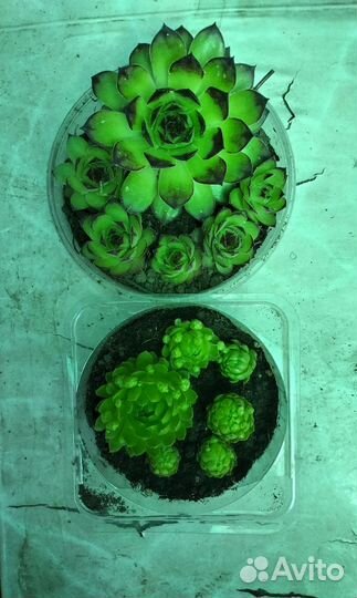 Молодило, очитки