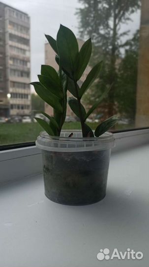 Замиокулькас