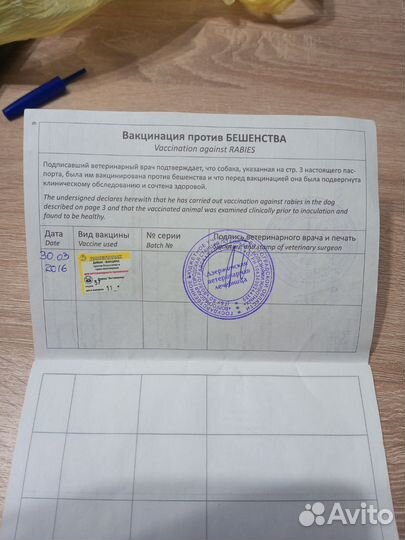 Йоркширский терьер