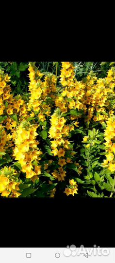 Дендробиум