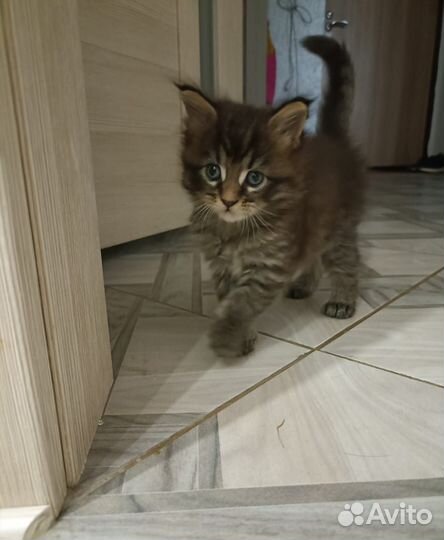 Котята мейн-кун